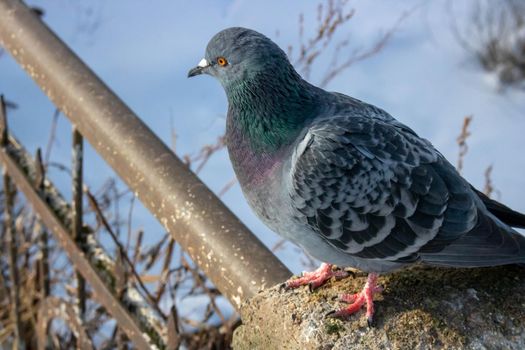 Pigeon on the railing of the pedestrian bridge in the park in winter.