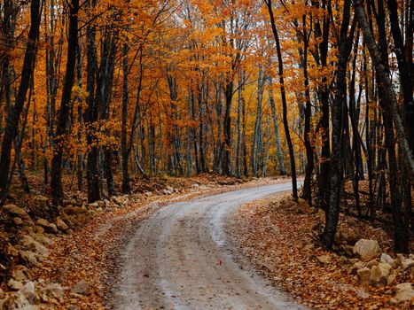 road path yellow leaves autumn forest nature fresh air tall trees. High quality photo