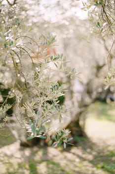 A close-up of an olive branch on a tree. Blurred background