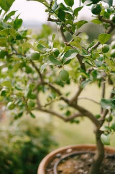 Lemon trees in pots, green lemons on a tree, close-up.