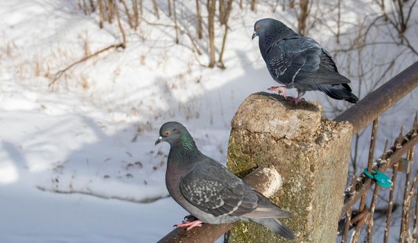 Pigeon on the railing of the pedestrian bridge in the park in winter.