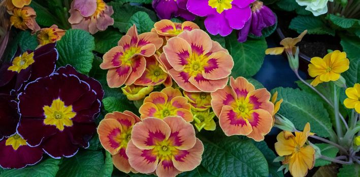 Primrose is multicolored in full bloom. Primula vulgaris blooms.