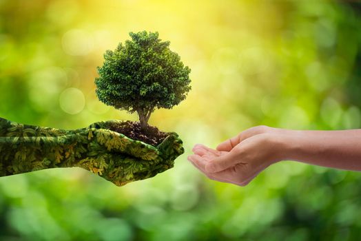 environment Earth Day Hands from nature. Girl hands holding trees growing on bokeh green background. Ecology and Nature concept.