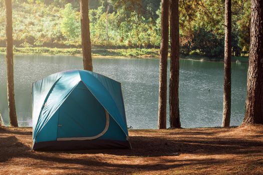 Camping and tent under the pine forest near the lake with beautiful sunlight in the morning.