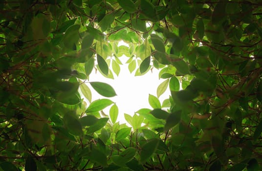 Closeup nature view of green leaf in the beams of sunlight. Natural green plants landscape, ecology, fresh wallpaper concept.