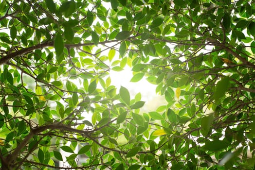 Closeup nature view of green leaf in the beams of sunlight. Natural green plants landscape, ecology, fresh wallpaper concept.