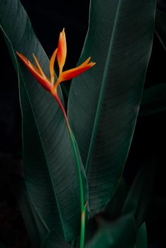 exotic flower on dark green tropical foliage nature background.