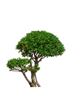 Green bush tree isolated on a white background.