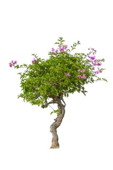 Bougainvilleas tree isolated on white background.