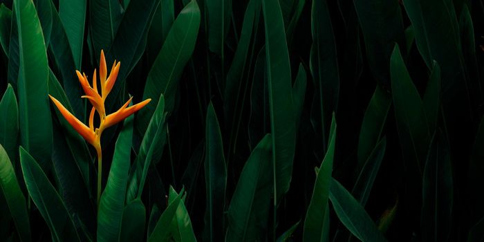 Orange Heliconia Flower with Lush Dark Tropical Foliage Background.