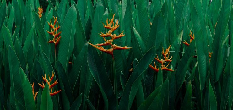 Many orange tropical exotic flowers blooming on lush leaf, dark green nature background.