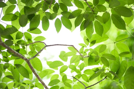 Closeup nature view of green leaf on blurred greenery background in garden with copy space using as background natural green plants landscape, ecology, fresh wallpaper concept.