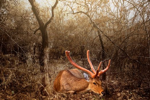 Brown deer resting in a dry, arid environment.