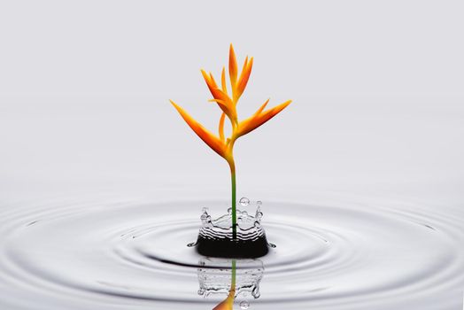 Heliconia psittacorum (Golden Torch) flowers, tropical flowers in water splash isolated on white background.