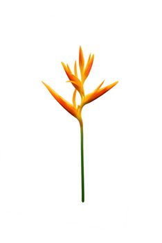 Heliconia psittacorum (Golden Torch) flowers, Tropical flowers isolated on white background.