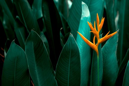 Heliconia psittacorum or Heliconia Golden Torch or False Bird of Paradise Flower. Exotic tropical flowers in the jungle garden with leaves background.