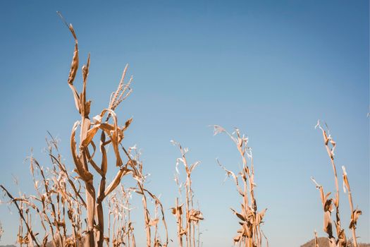 Drought has decimated a crop of corn and left the plants dried out and dead. Symbol of global warming and climate change.