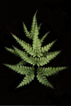 Perfect natural fern pattern. Beautiful background made with young green fern leaves.