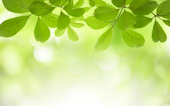 Closeup nature view of green leaf on blurred greenery background in garden with copy space using as background natural green plants landscape, ecology, fresh wallpaper concept.