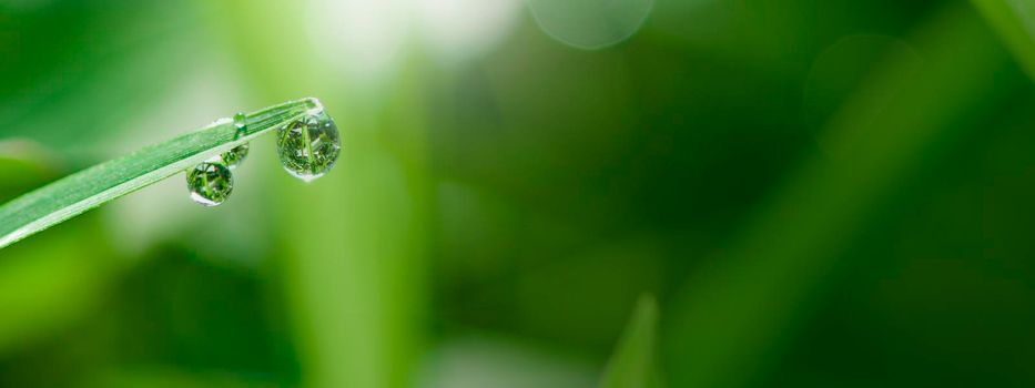 close-up water drops on the green grass. Abstract blurry background. Nature background.