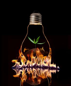 A light bulb with fresh green leaves inside on the fire, isolated on black background.