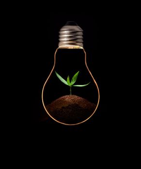 A light bulb with fresh green leaves inside, isolated on black background.