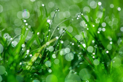 Fresh green grass with dew drops in sunshine and bokeh. Abstract blurry background. Nature background. copy space.