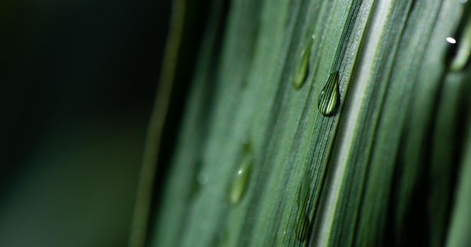 close-up water drop on lush green foliage in rain forest, nature background, dark toned process