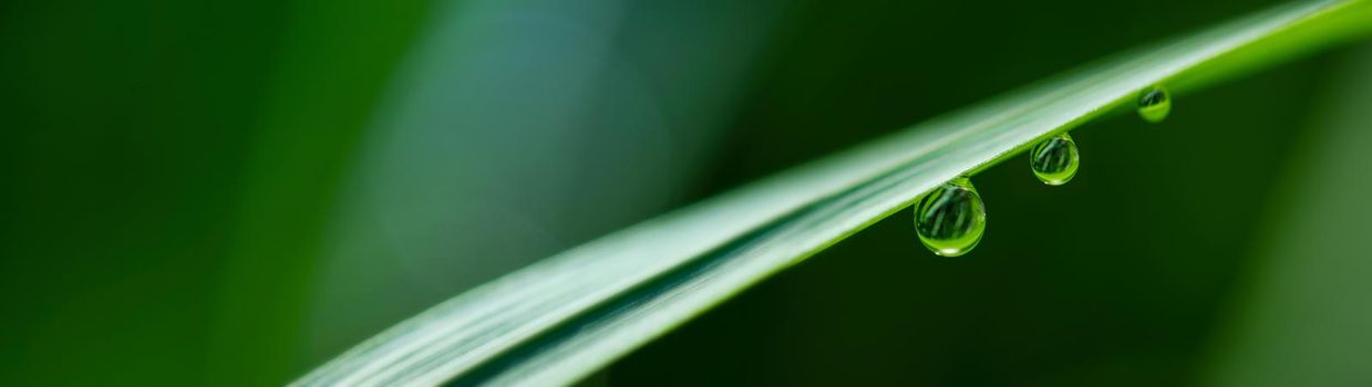 close-up water drops on the green grass.