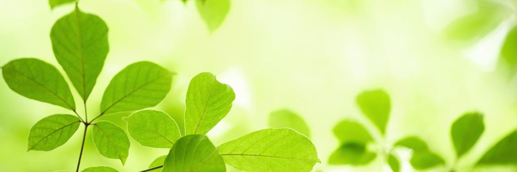 Closeup nature view of green leaf on blurred greenery background in garden with copy space using as background natural green plants landscape, ecology, fresh wallpaper concept.