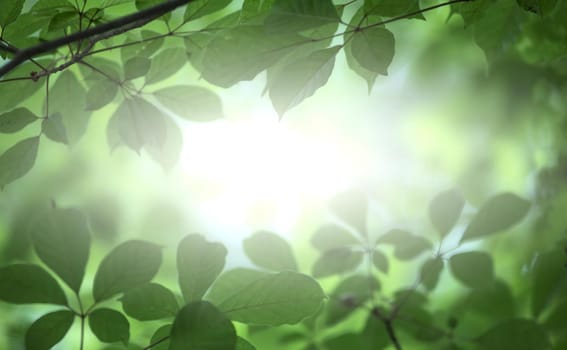 Closeup nature view of green leaf on blurred greenery background in garden with copy space using as background natural green plants landscape, ecology, fresh wallpaper concept.