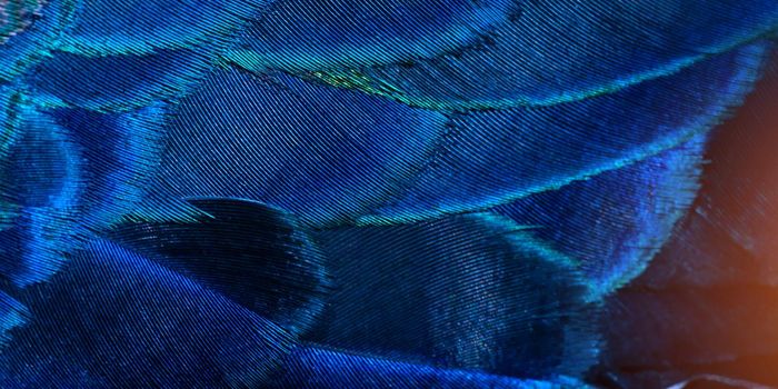 Close-up Peacocks, colorful details and beautiful peacock feathers.Macro photograph.