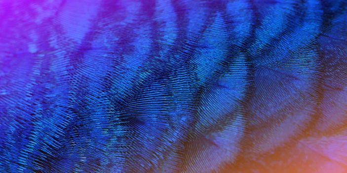 Close-up Peacocks, colorful details and beautiful peacock feathers.Macro photograph.