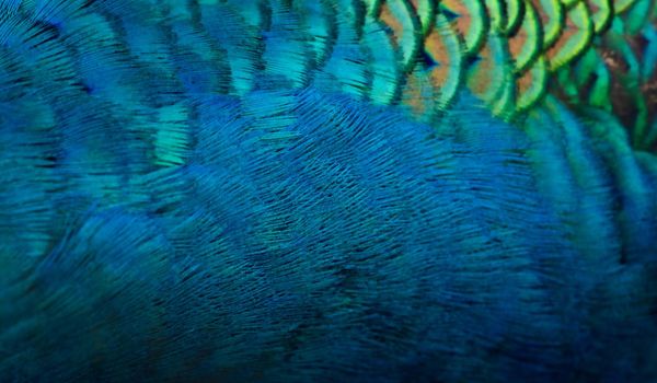 Close-up Peacocks, colorful details and beautiful peacock feathers.Macro photograph.