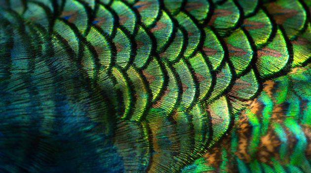 Close-up Peacocks, colorful details and beautiful peacock feathers.Macro photograph.