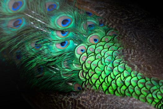 Close-up Peacocks, colorful details and beautiful peacock feathers.Macro photograph.