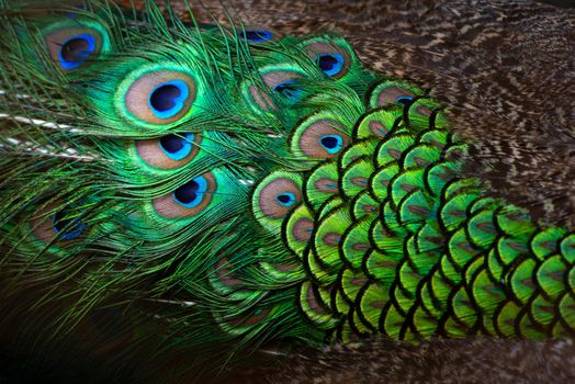 Close-up Peacocks, colorful details and beautiful peacock feathers.Macro photograph.