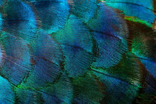 Close-up Peacocks, colorful details and beautiful peacock feathers.Macro photograph.