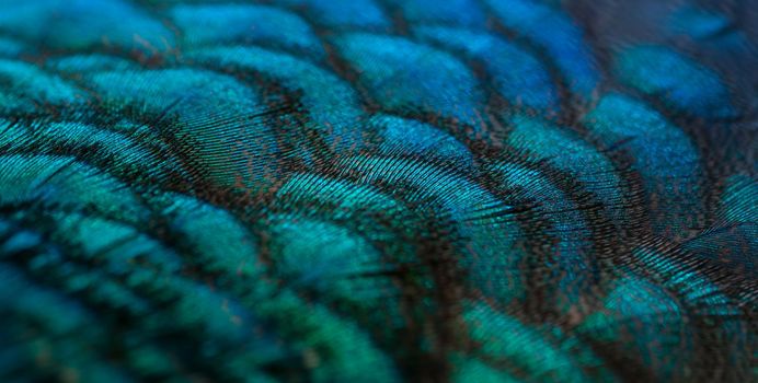 Close-up of the  peacock feathers, colorful details and beautiful peacock feathers.Macro photograph.