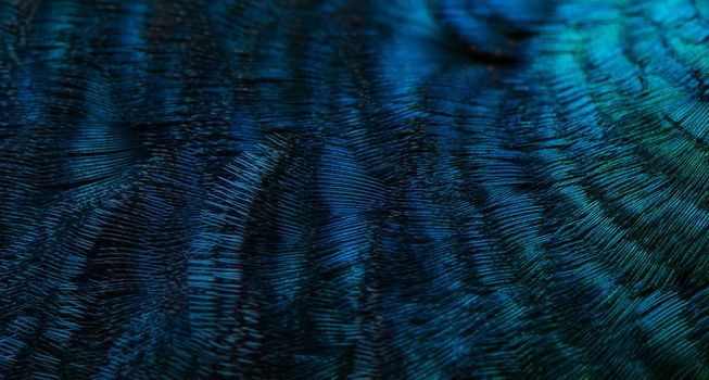 Close-up of the  peacock feathers, colorful details and beautiful peacock feathers.Macro photograph.