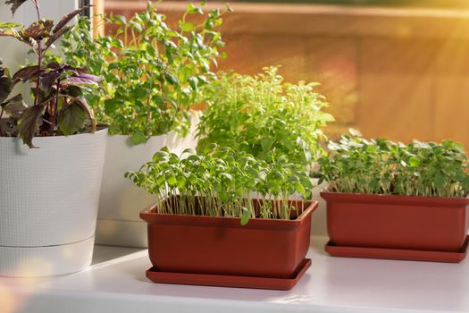 Various edible greens grow in pots on the windowsill. Growing healthy vitamin greens at home.
