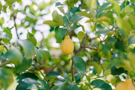 Lemon trees in pots, yellow lemons on a tree, close-up.