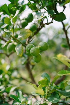 Lemon trees in pots, green lemons on a tree, close-up.