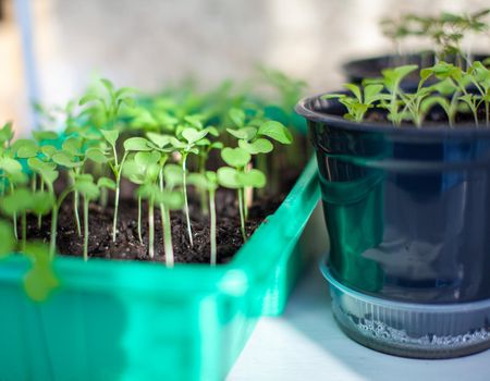 Planting young seedlings in a large pot on the table, at home. A young sprout of delicious greens for salad. 