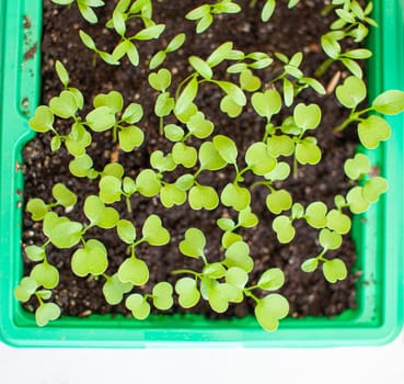 Planting young seedlings in a large pot on the table, at home. A young sprout of delicious greens for salad. 