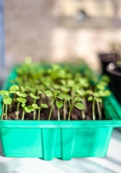 Planting young seedlings in a large pot on the table, at home. A young sprout of delicious greens for salad. 