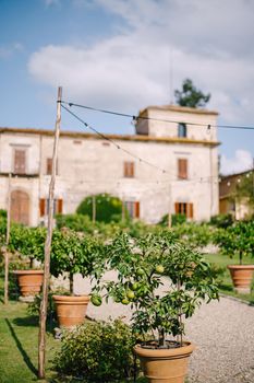 A tangerine tree in a clay pot on the grounds of an old winery villa in Florence, Italy.