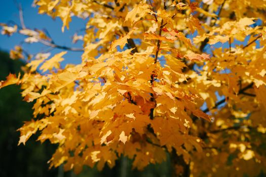 Fiery yellow autumn maple leaves on tree branches, against sky