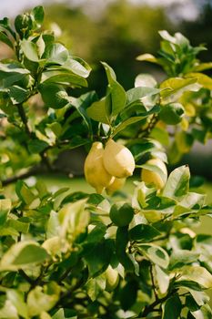 Lemon trees in pots, yellow lemons on a tree, close-up.