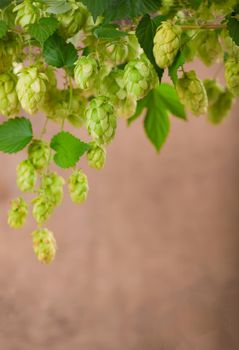 Fresh green hops on a wooden table